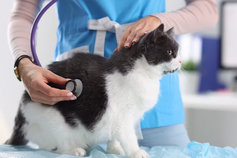 Cat genetic health testing documentation