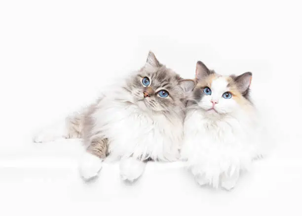 Ragdoll cat from reputable breeder