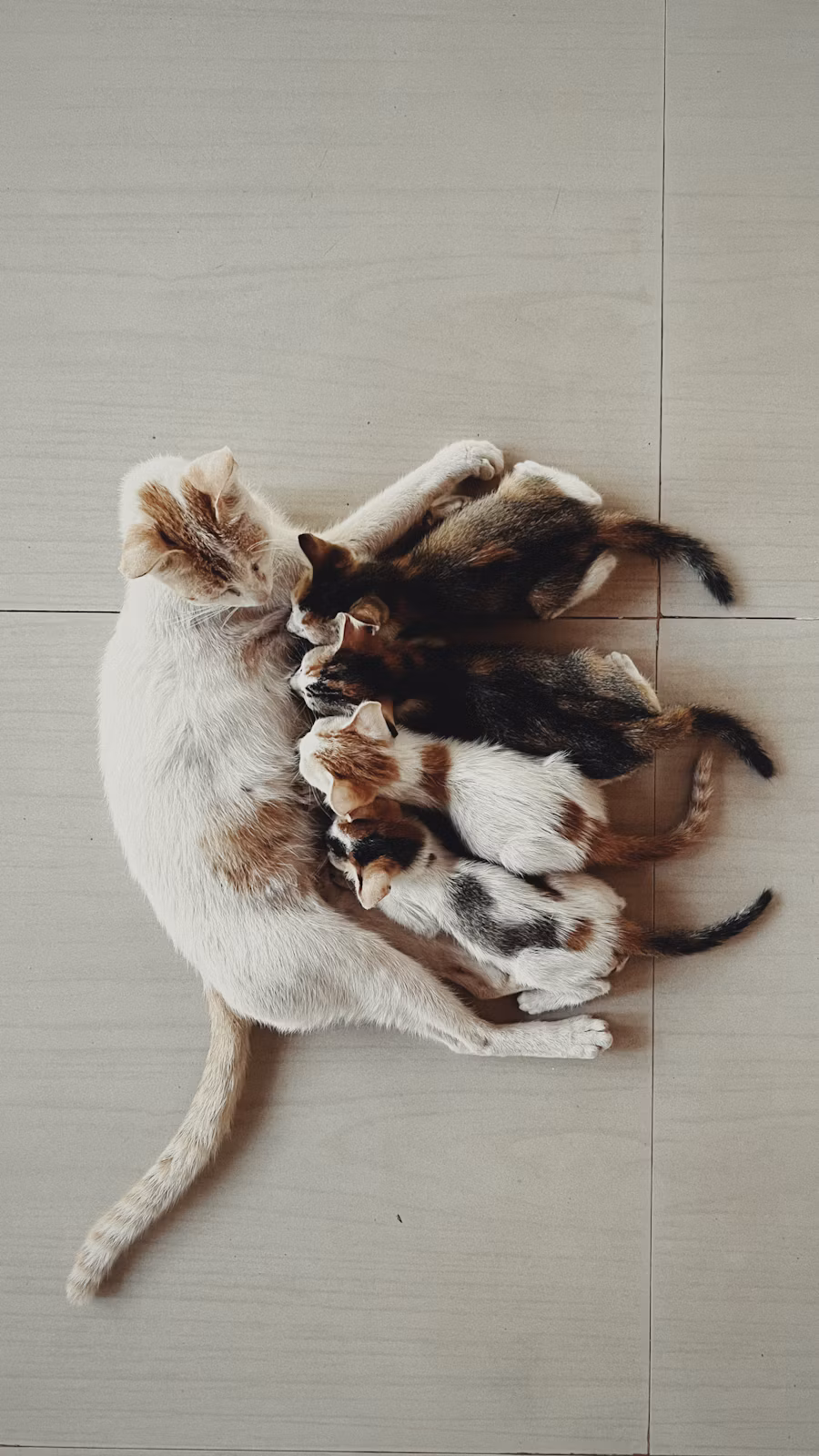 Siamese cat from verified breeder